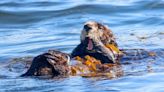 Urchin harvesters tried to reduce protections for sea otters. Here’s why it didn’t work