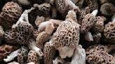 Conflict sprouts over wild mushroom hunting as DNR considers bag limits