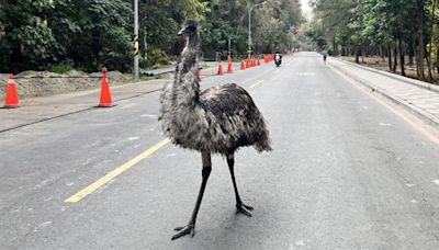 民眾台南晨跑遇大鳥 飼主通報鴯鶓2度脫逃不續養