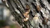 Cicadas return: Preparing for the 13-year brood