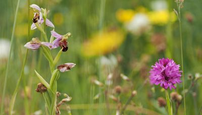 Cows help bee orchids return to nature reserve