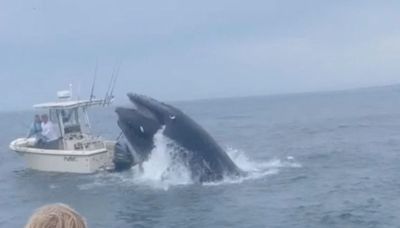 Terrifying moment a breaching whale capsizes boat – sending two people overboard