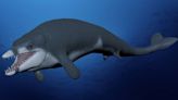 Egipto: descubren en el desierto una nueva especie de ballena que vivió hace 41 millones de años