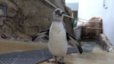 Oregon Zoo penguin chick takes first swim