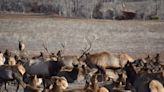 Large elk herd calls west Loveland home in winter