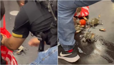 Live crabs cause chaos as woman's grocery bag bursts open inside metro coach. Watch