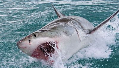 Urgent warning as great white sharks may swim near UK beaches this summer