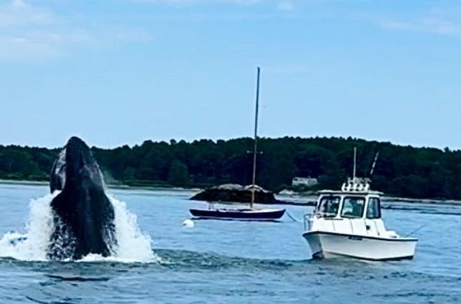 Whale puts on show in Kittery's Pepperrell Cove: 'Breathtaking'