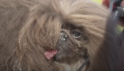 Meet the loll-tongued Pekingese ‘Wild Thang’ named world’s ugliest dog