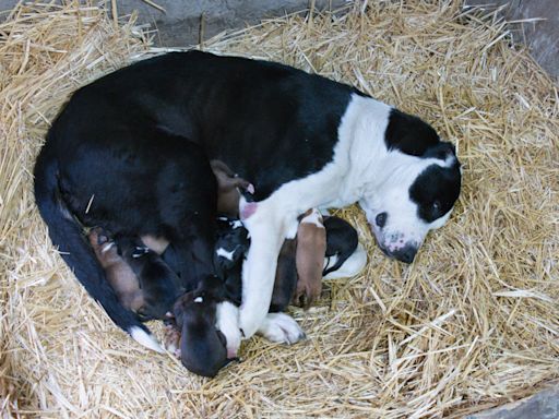 Foster Dog Feeding Her Puppies in the Sunshine Shows How Healing a Loving Home Can Be