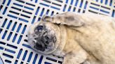 Harbour seal pupping season has arrived, what to do if you spot one in distress