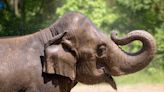 27-year-old elephant dies after dog gets loose in zoo enclosure