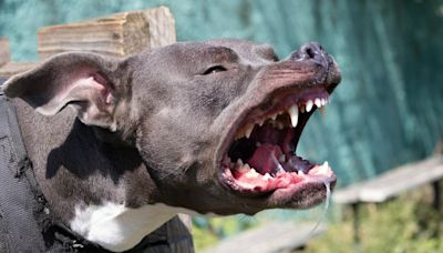 Abuelo de 93 años murió luego de ser atacado por su mascota (pitbull) en La Guajira