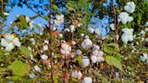 Applied DNA, Indus Group to scale cotton traceability