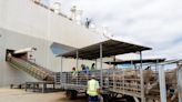 Australia descarga cientos de ovejas y vacas de un barco varado por la crisis en el Mar Rojo