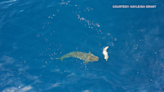 WATCH: Tiger shark battles sea turtle off of Hawaii