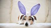 Are Lilies & Daffodils Harmful & Toxic? Easter Dog Safety Explained