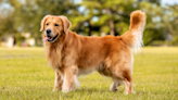 Golden Retriever Who's a 'Velcro Dog' at Day Care Has People in Love