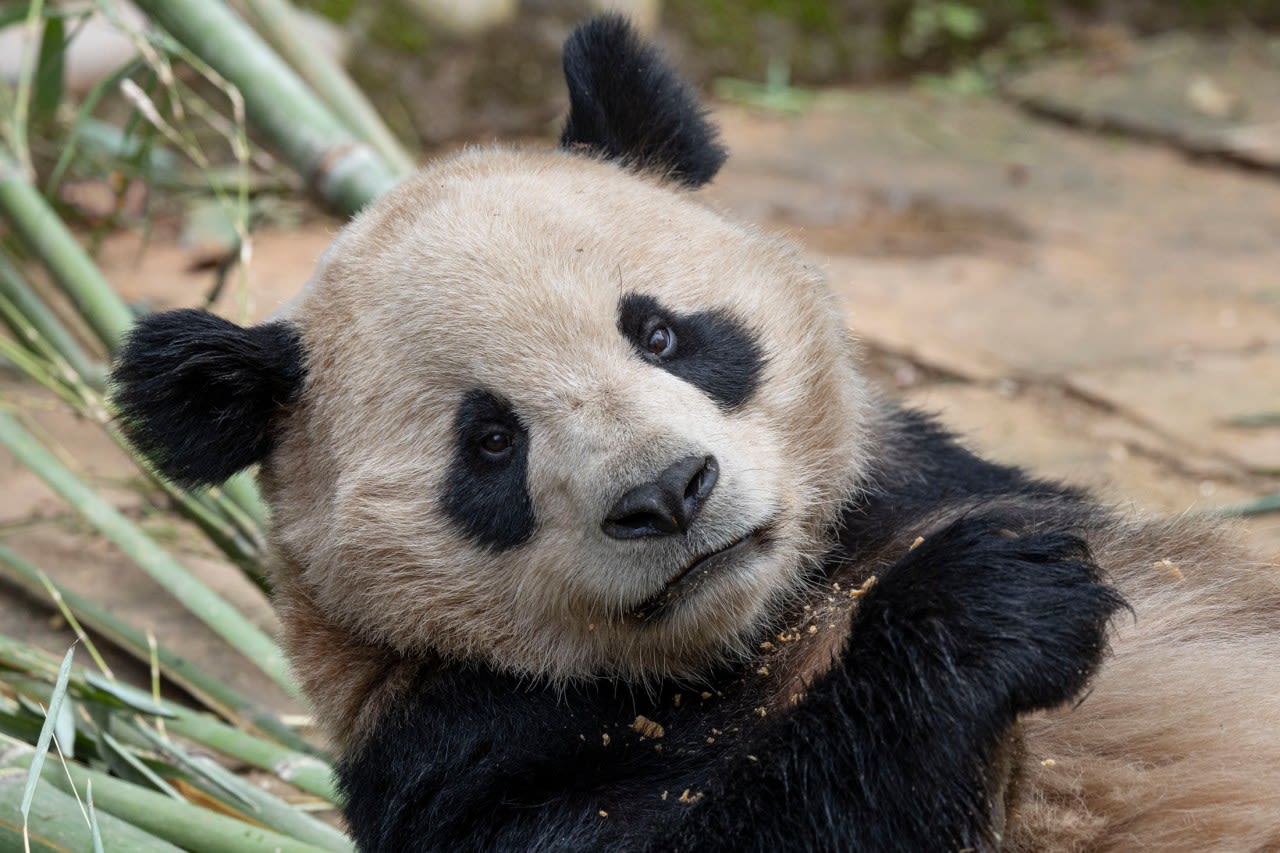 Newsom proclaims ‘California Panda Day’ in honor of animal’s return to San Diego Zoo