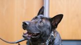 Escambia, Santa Rosa sheriff's K-9s risk their lives too. Donors are helping protect them.