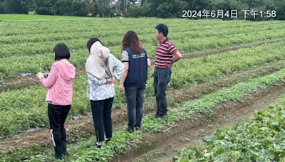 瓜農哭了！大雨致瓜果受損 桃園農業局報請中央補助 | 蕃新聞