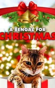A Bengal for Christmas