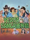 Yerba sangrienta