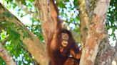 Mother and Daughter Orangutans Released into the Wild to 'Revert Impending Extinction Crisis'