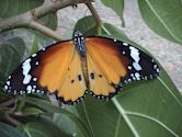 Danaus (butterfly)