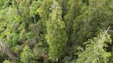 World's deepest canyon is home to Asia's tallest tree - and Chinese scientists only just found it