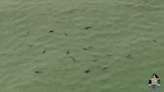 'Give the sharks their space': Video shows group of sharks swimming off west coast of Florida