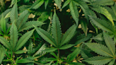Minnesota's Marijuana Industry Poised for Economic Boost as U.S. Justice Department Considers Drug Reclassification