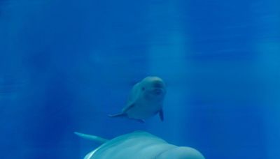 Dolphin, beluga whale born amid SeaWorld San Antonio 'baby boom'