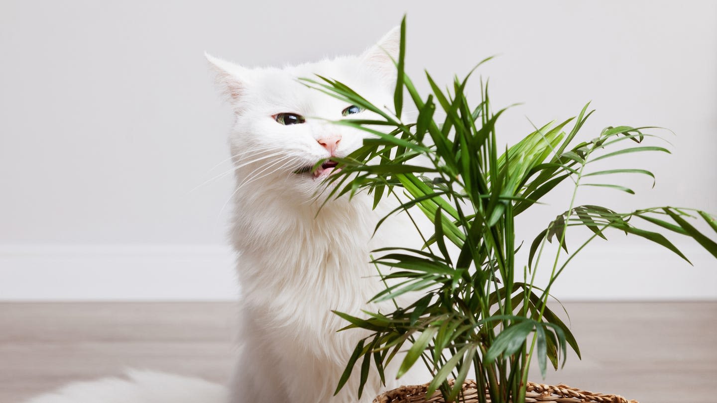 Attention Cat Owners: These Household Plants Are Toxic to Felines