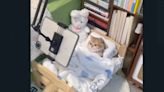 VIDEO: Gatito consentido como un bebé causa polémica en redes sociales