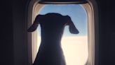 BarkBox’s next big delivery: Charter flights for dogs