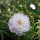 Portulaca grandiflora