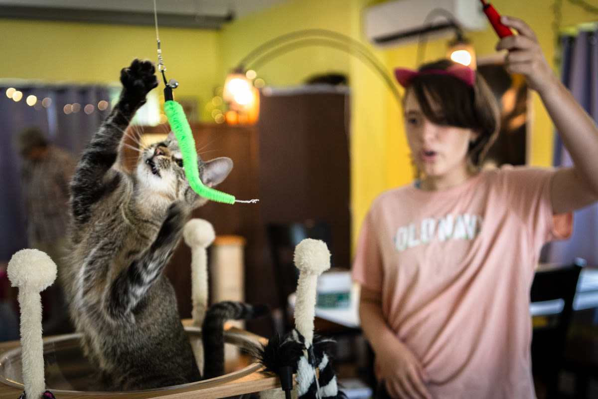 Maine's only cat lounge saved more than 250 homeless felines in its first year