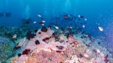 UP to continue marine research - BusinessWorld Online