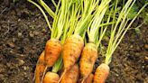 How and When to Harvest Carrots