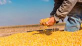 Advierten sobre el estancamiento de la producción de maíz y su pérdida de participación en el mercado mundial