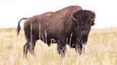 Elderly woman seriously injured by bison at Yellowstone National Park