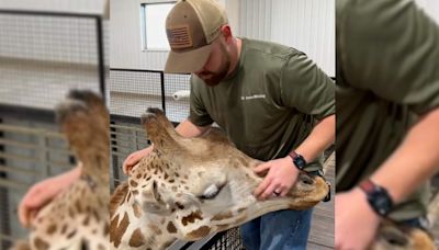 'He just wanted to be loved': Video of happy giraffe after chiropractor visit has people swooning