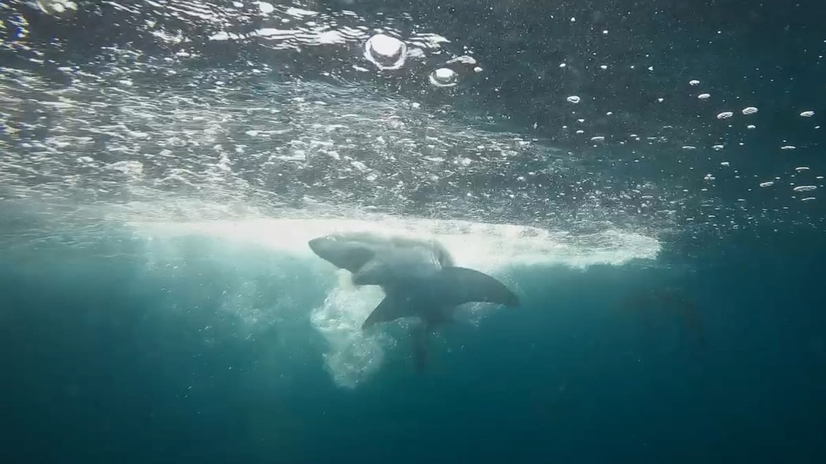 Baby great white shark reveals huge nursery near NYC in scientific first