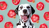 Can Dogs Eat Pomegranate? It's Complicated