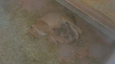 OKC Zoo welcomes additions to animal family with births of 5 African lion cubs