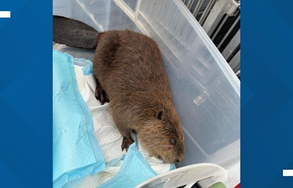 College Station Animal Control rescues beaver from University Dog Park