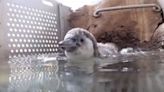 Opalo takes a dive: Humboldt penguin takes first dip into water at Oregon Zoo