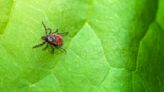 Nearly 15% of People Worldwide Have Had Lyme Disease, Study Says