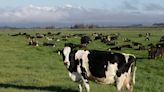 Fact check: All mammals, including cattle, produce greenhouse gases